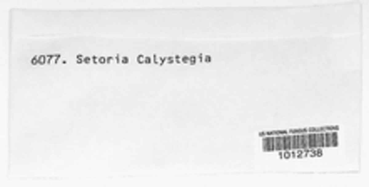 Stagonospora calystegiae image
